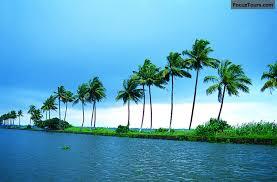 Cocanut trees in lagoon