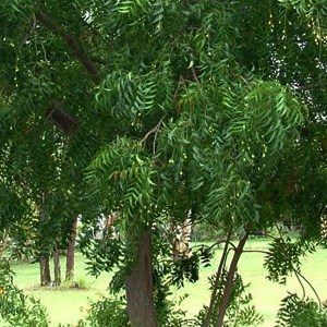 Nool Tree Neem Tree - Album View Page - Wolmal
