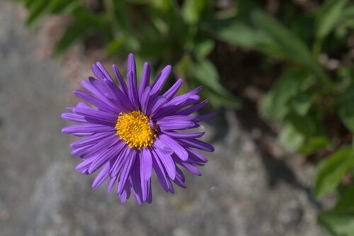 Daisies of rare colour - Album View Page - Wolmal