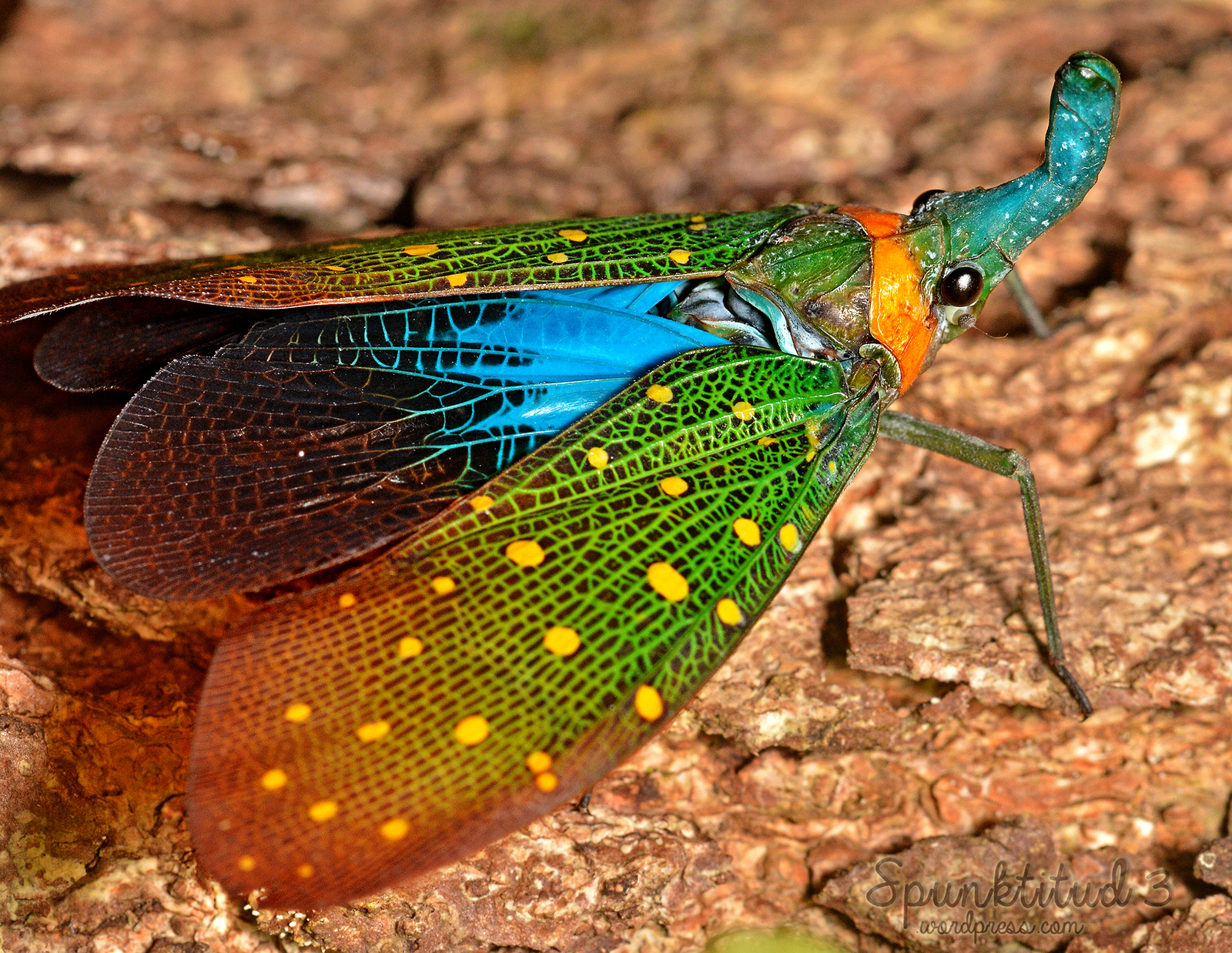 Chromatic Insect Colourful Insects - Album View Page - Wolmal