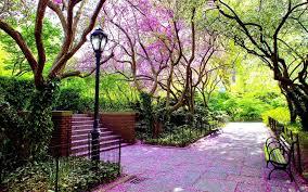 A Park with pink flowers